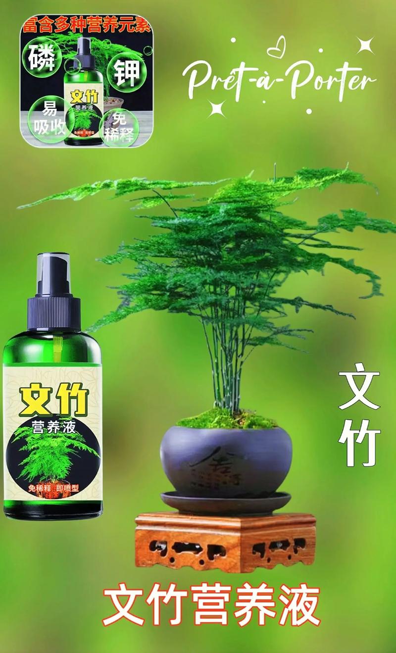 文竹如何度夏