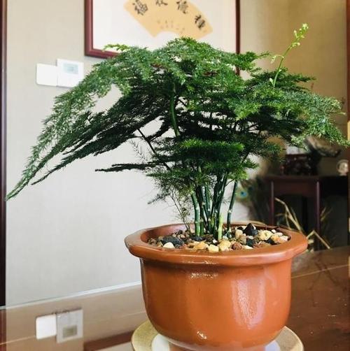 夏天如何养文竹不干尖黄叶