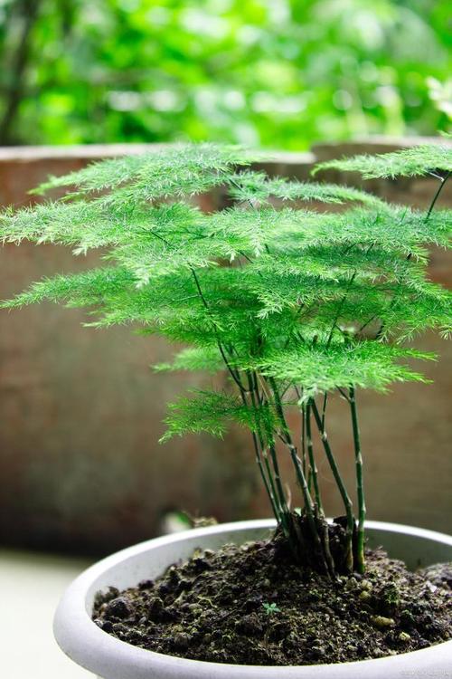 文竹夏天怎么养才能更旺盛