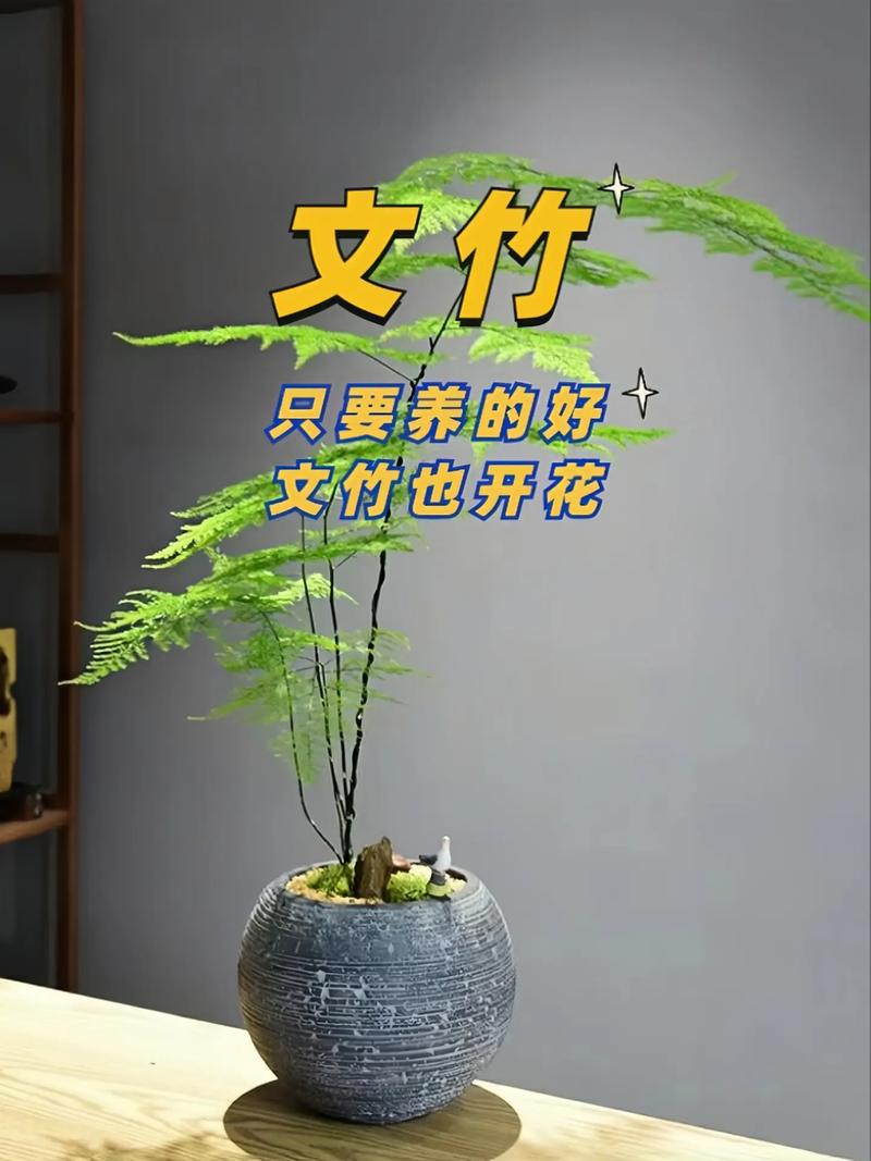 文竹夏天怎么养