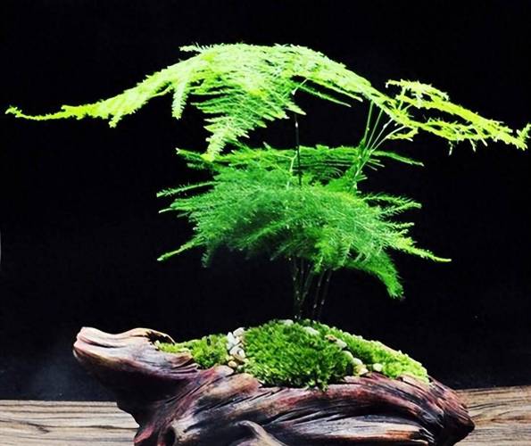 文竹夏天怎么养,5种方法教你夏天如何养文竹