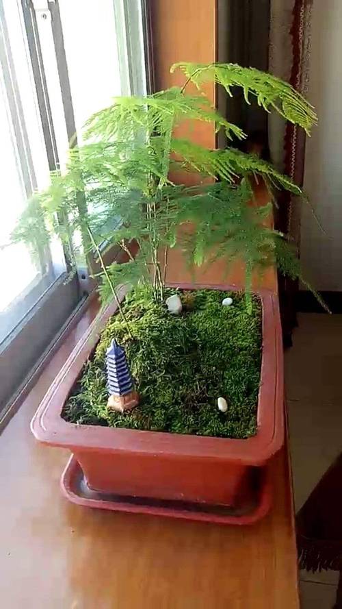 夏天文竹怎么养