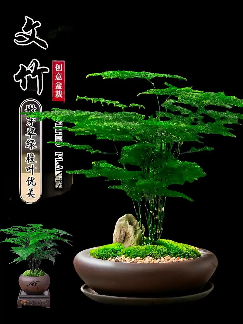 夏天文竹的养殖方法和注意事项
