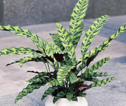 猫眼竹芋叶尖枯黄怎么办??