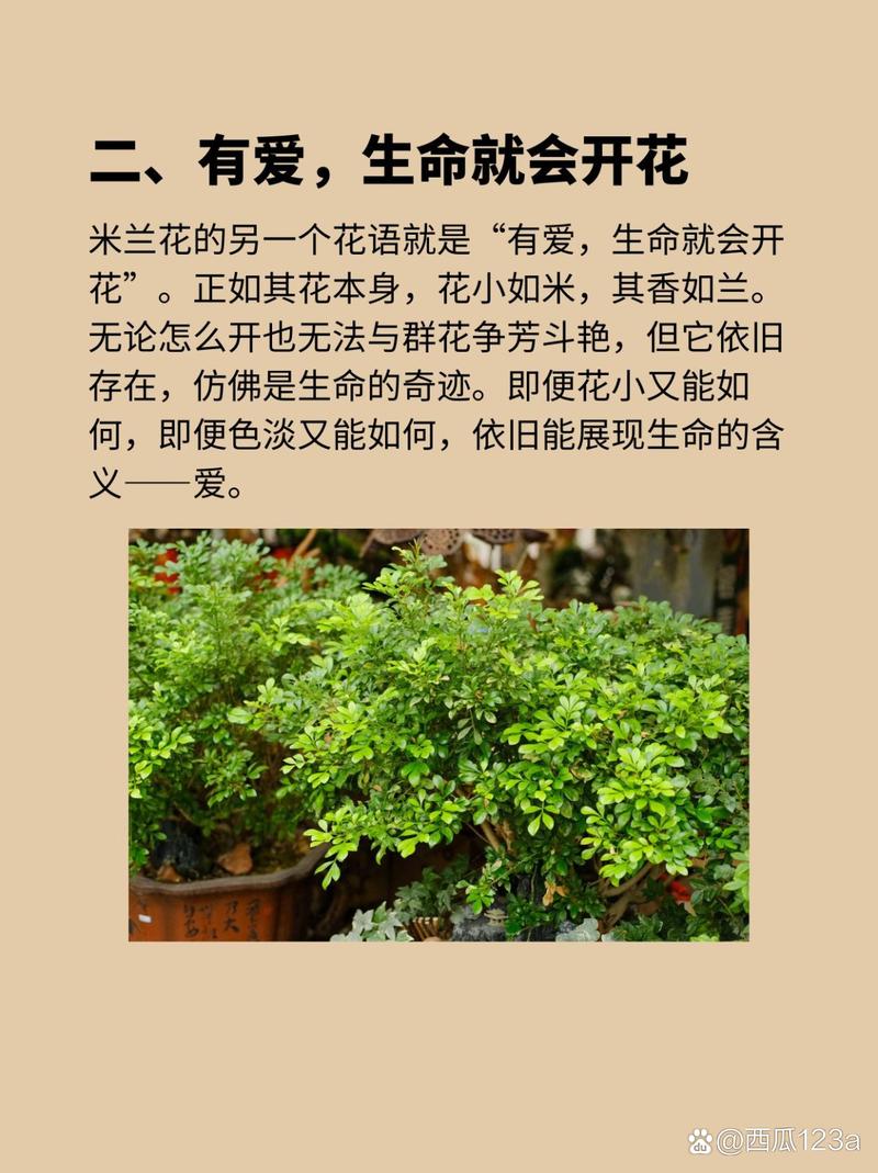 米兰花的花语是什么?米兰花竟有着令人振奋的寓意和传说!