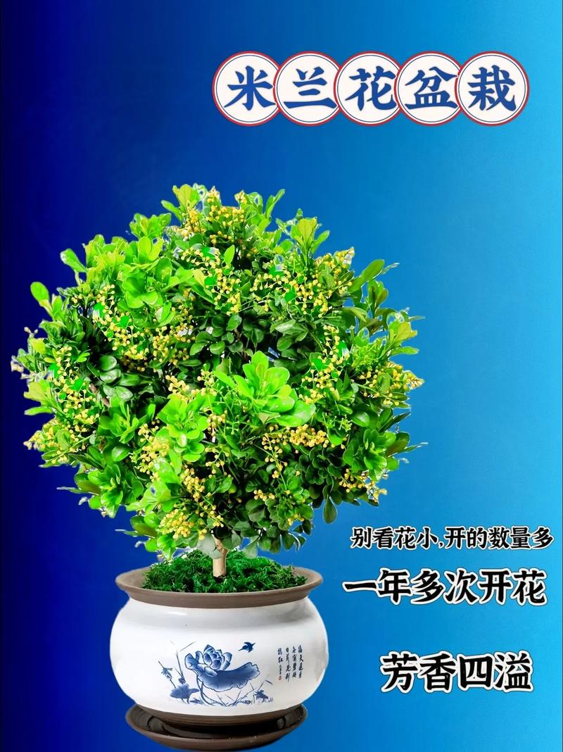 米兰的花语和含义有什么传说?