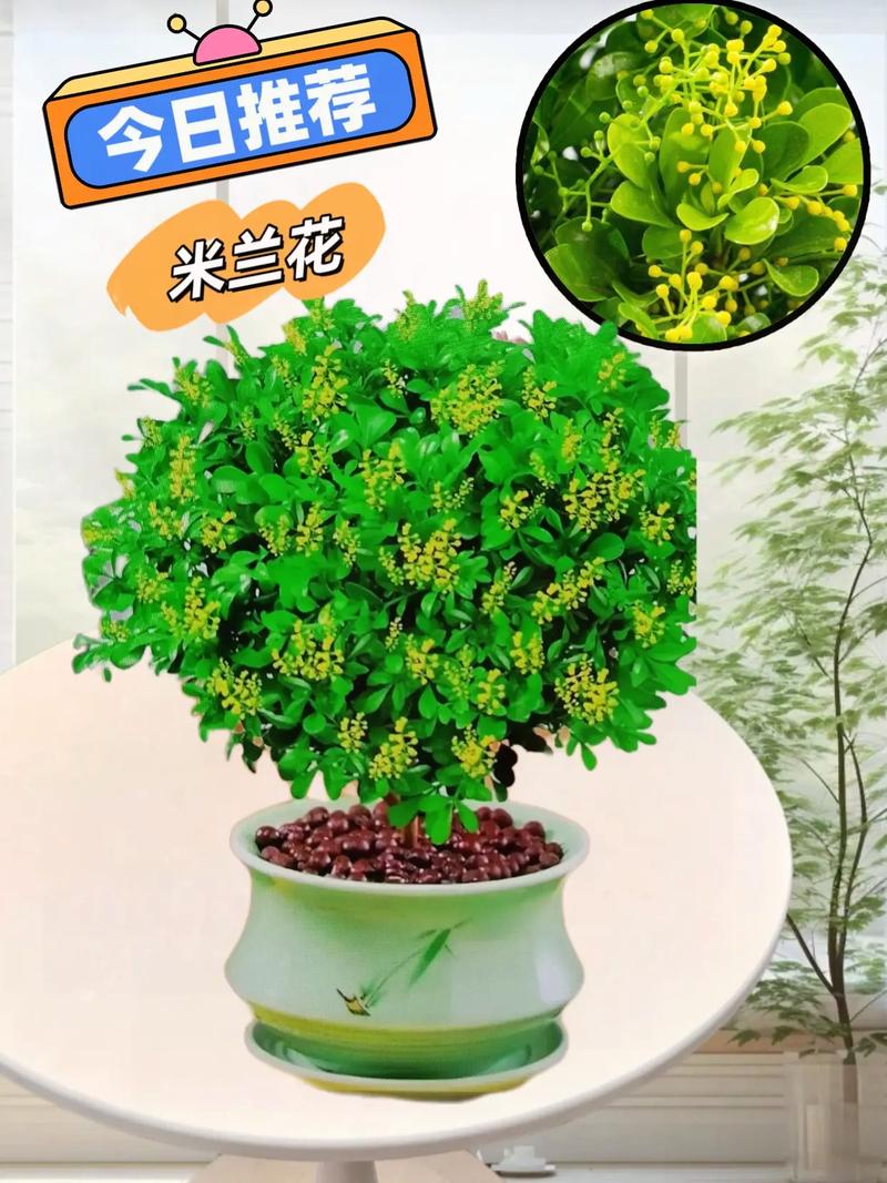 米兰花花语是什么米兰花象征意义与传说