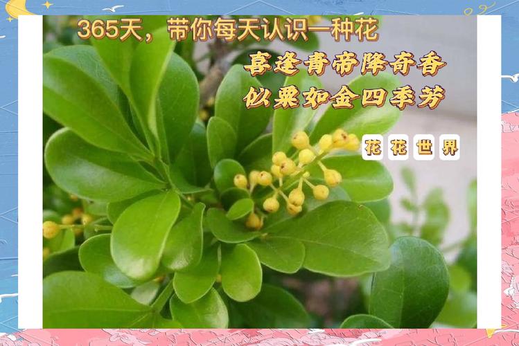 米兰花语代表什么意思(米兰的寓意与传说)