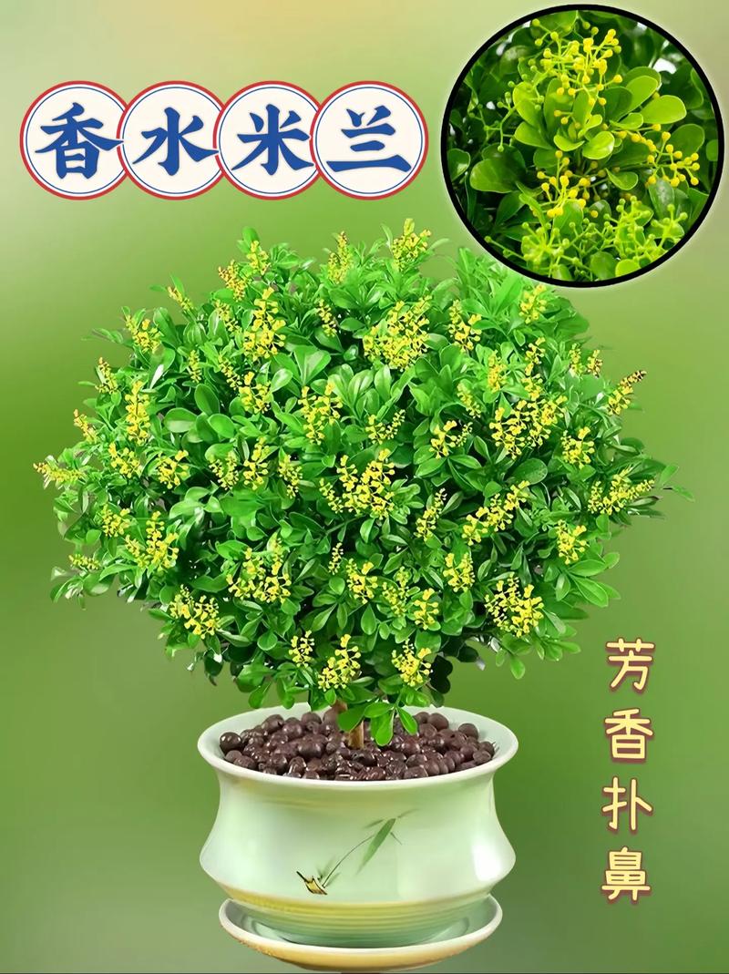 米兰的花语和寓意,有什么传说故事