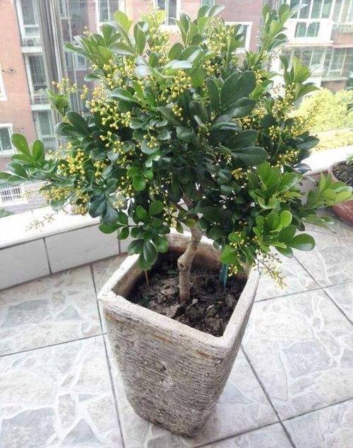 米兰花花语是什么(米兰花的寓意和传说)