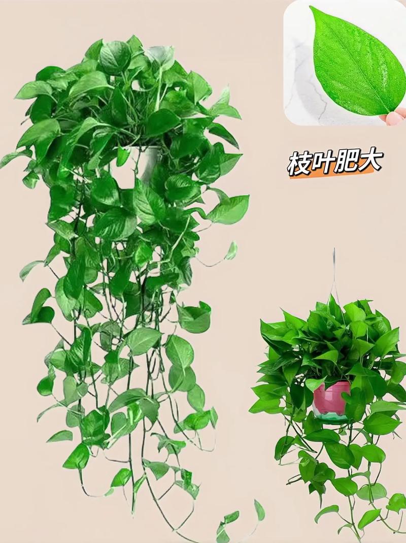 绿萝能去除甲醛吗?