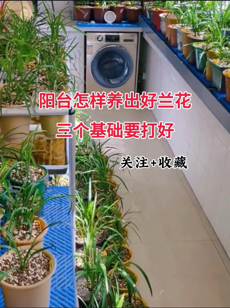 兰花不够强壮怎么办?什么样的栽培才能让它长得很好?