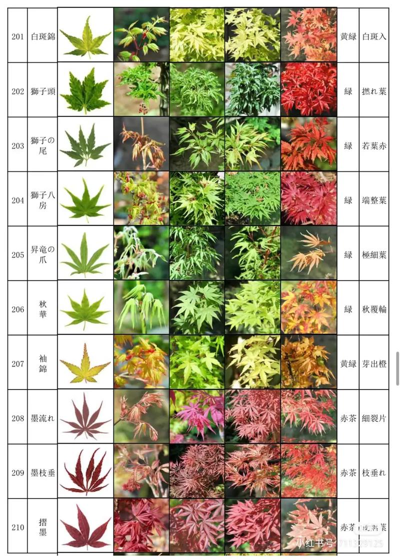 比较秋天的植物和夏天的有什么区别