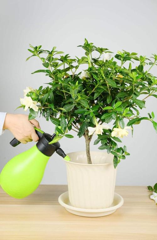 秋天怎样给花浇水