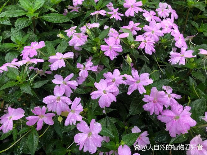 秋天嫌花长得不够壮?用“它”兑点水浇花,叶子壮硕长得旺!