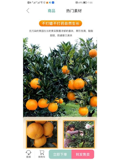 珍珠橙的养殖方法和注意事项