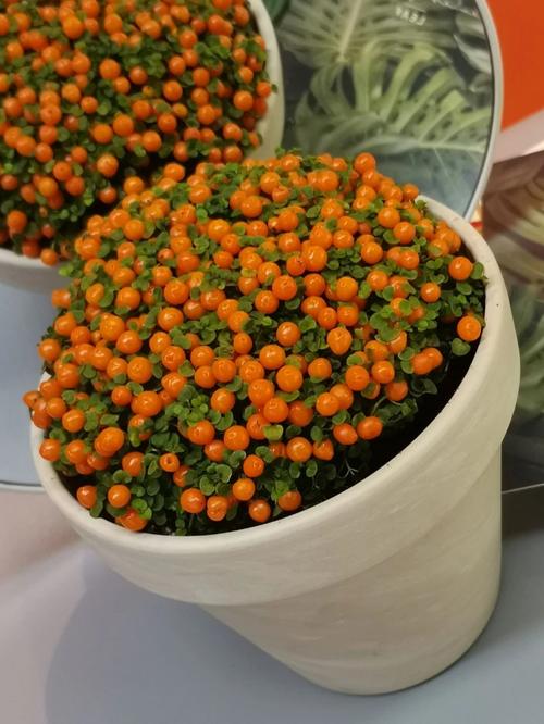 珍珠橙怎么保养?