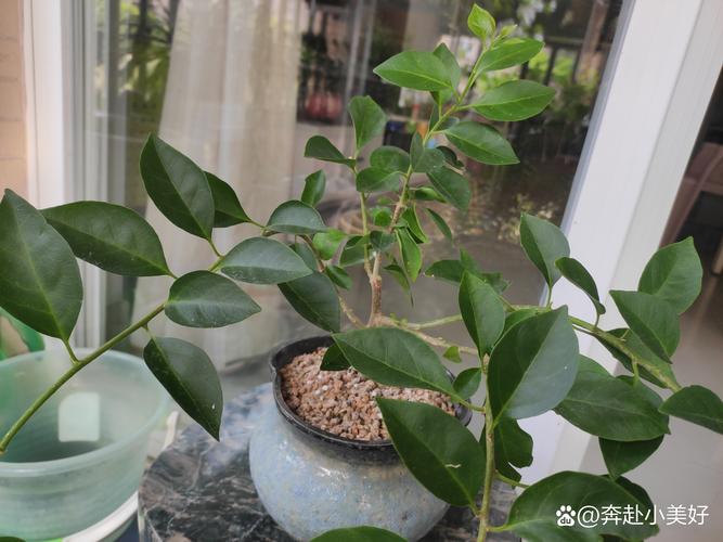 多肉从牙签苗长到比脸大,功臣竟是它