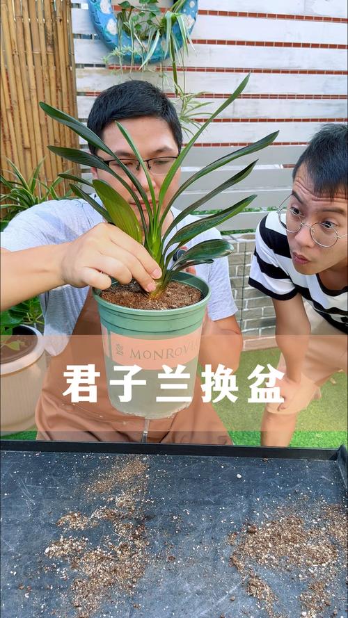 君子兰换盆后多了长时间可以晒太阳