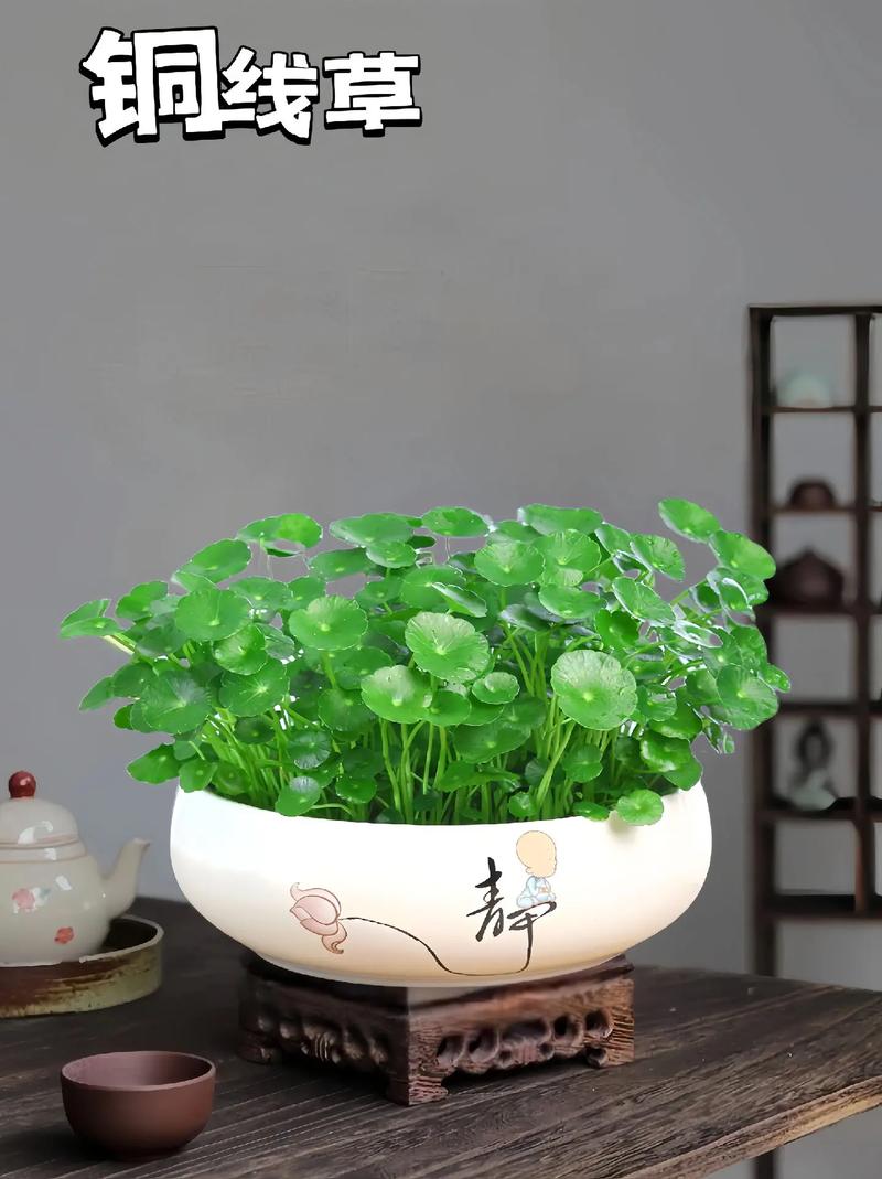 铜钱草摆在什么位置
