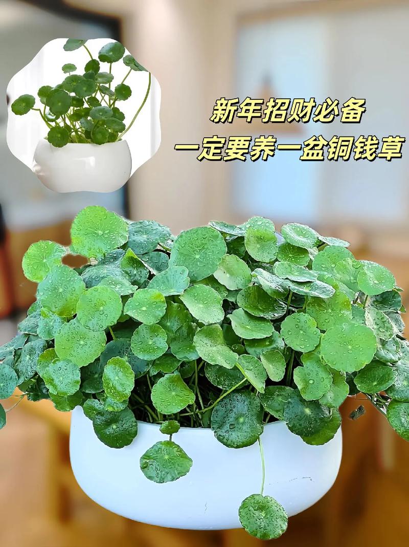 铜钱草放哪里招财