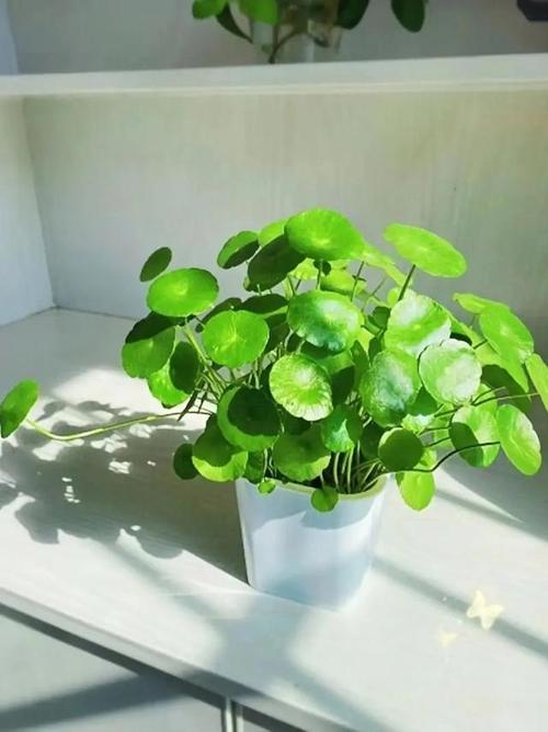 铜钱草摆在哪里最旺财