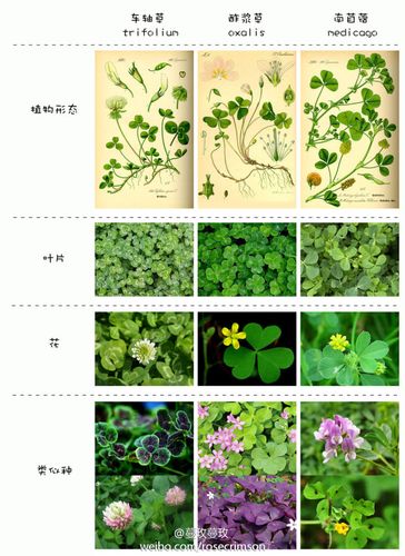 乍浆草和苜蓿的区别