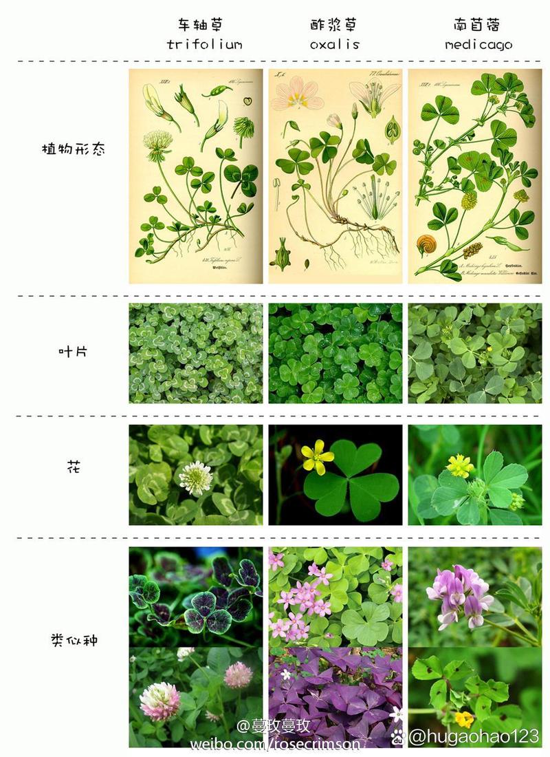 酢浆草和苜蓿是一种植物吗