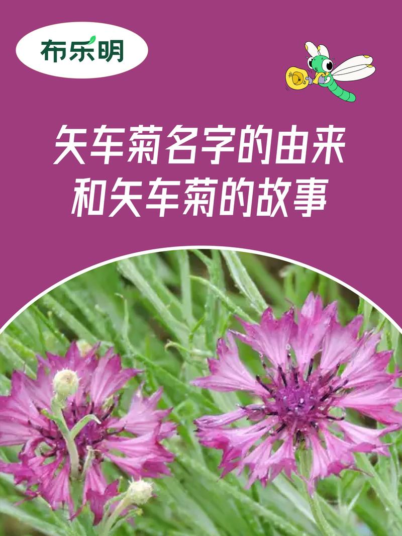 矢车菊怎么施肥，矢车菊用什么肥料？