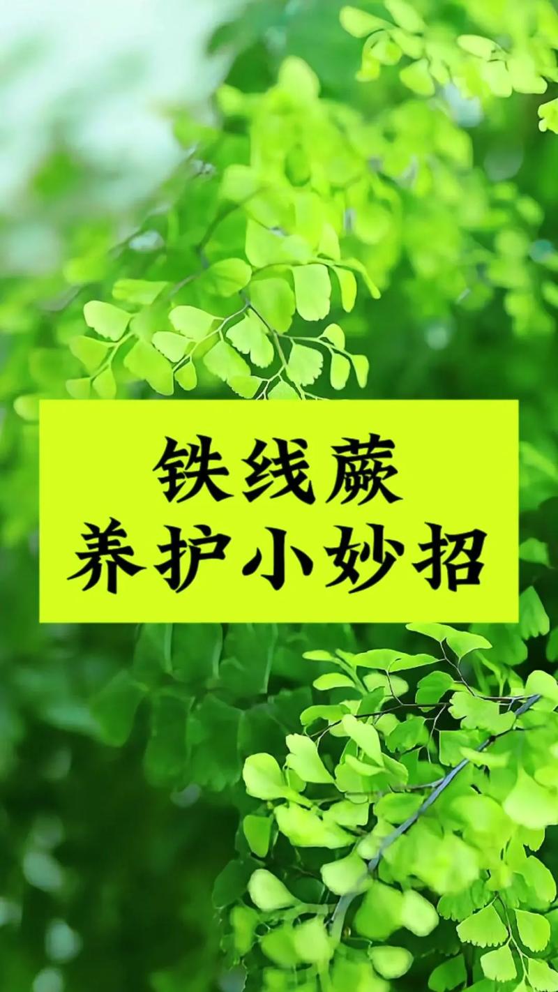 铁线蕨的养殖方法和注意事项