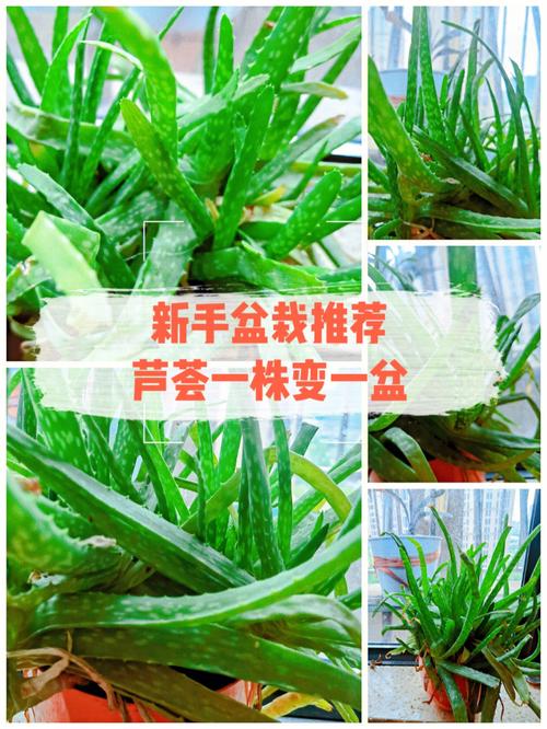 芦荟怎么繁殖技术