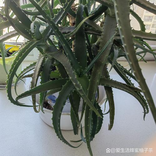 芦荟一般怎么进行繁殖