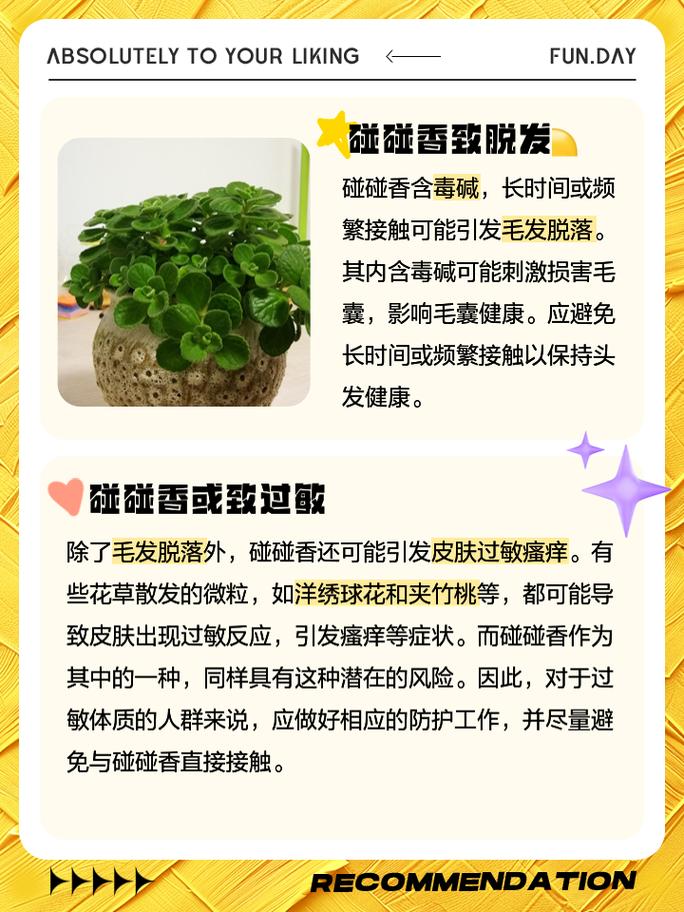 碰碰香的功效与作用