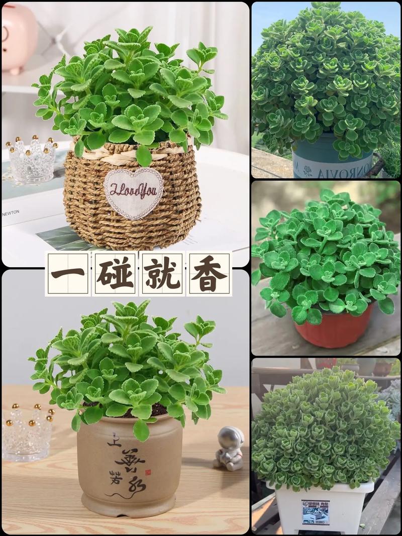 碰碰香的功效及作用