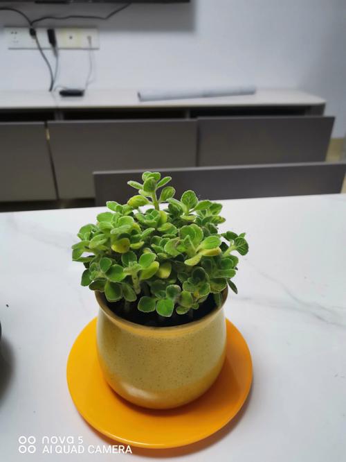 碰碰香的禁忌和功效
