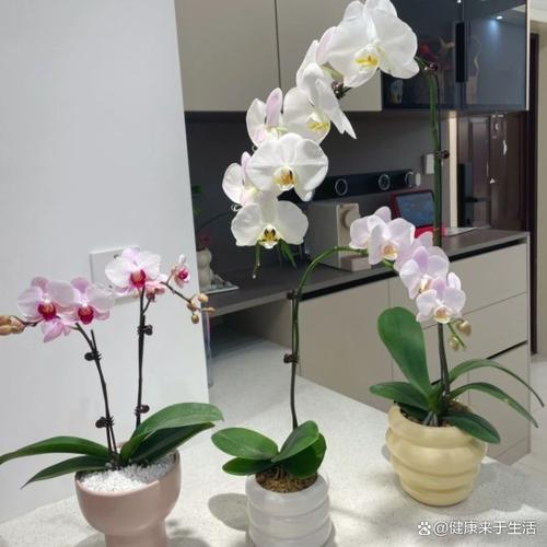 家养盆栽蝴蝶兰的养殖方法和注意事项是什么