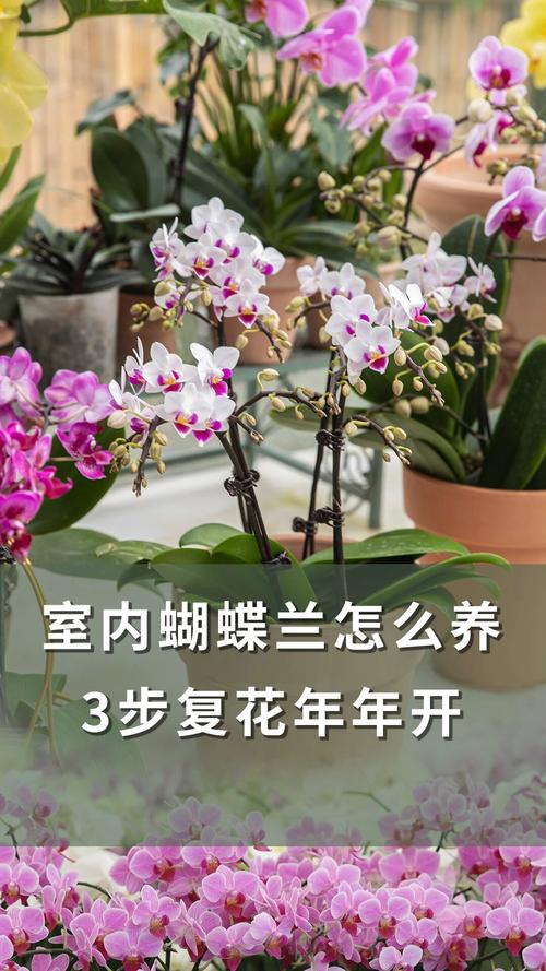蝴蝶兰的养殖方法和注意事项