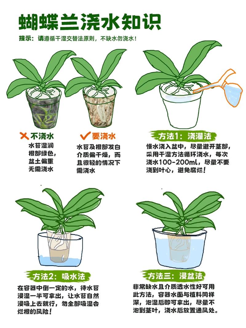 盆栽蝴蝶兰怎么养殖方法