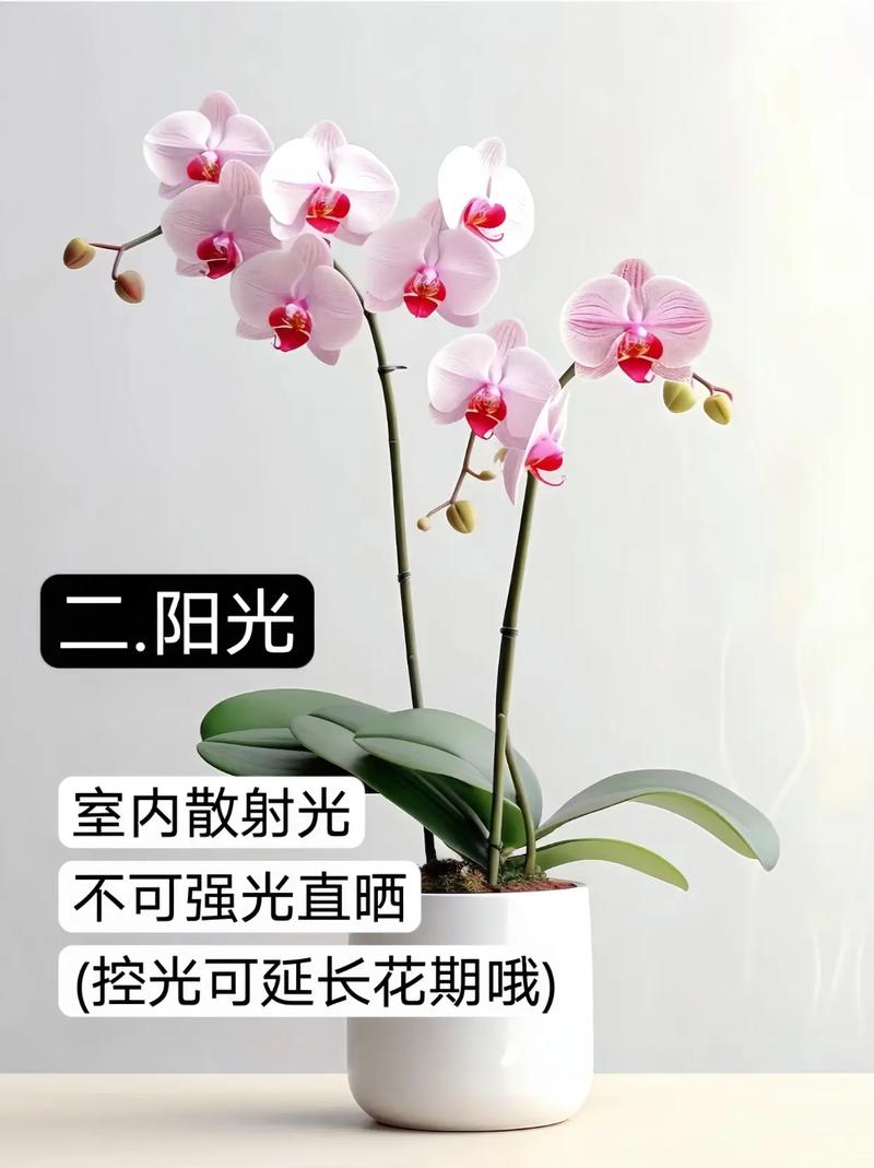 盆栽蝴蝶兰怎么养及其蝴蝶兰盆栽