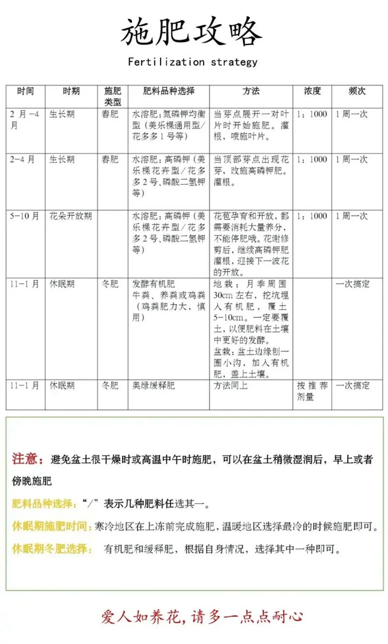 大花月季的养殖方法及注意事项有哪些