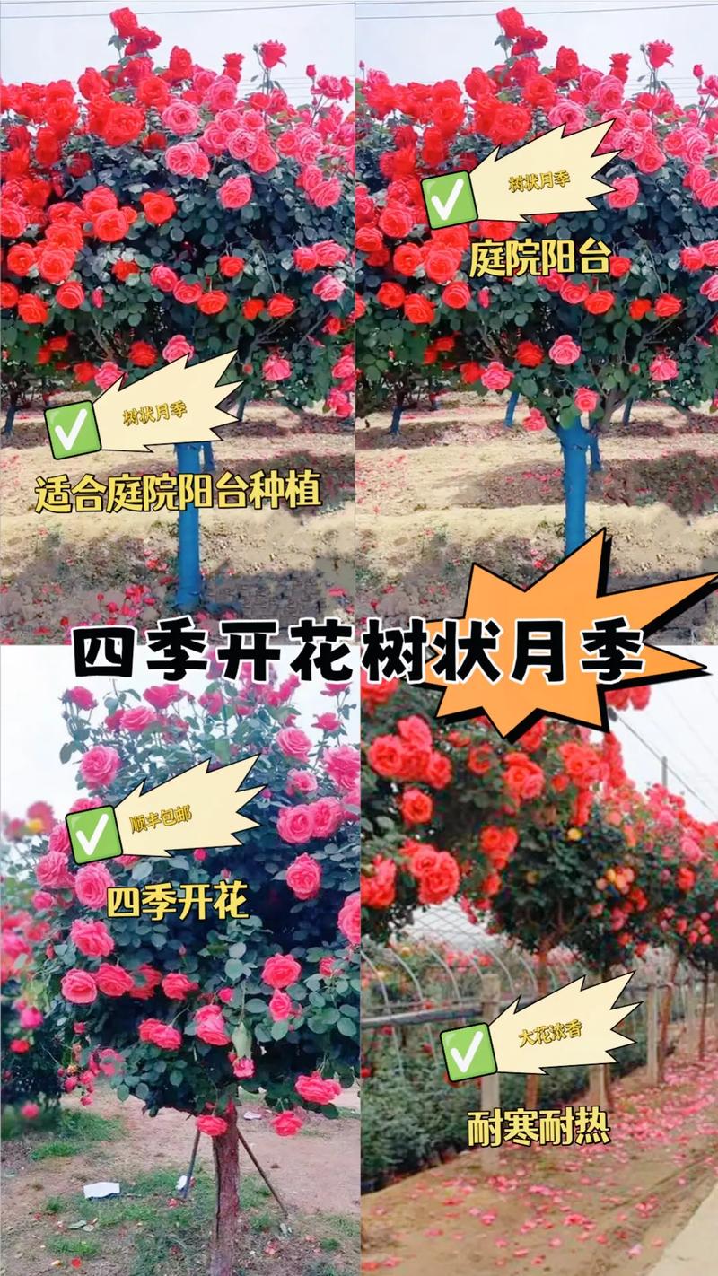 大花月季养殖方法和注意事项,充足光照避免积水