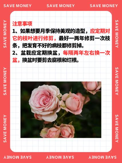 大花月季养殖方法和注意事项
