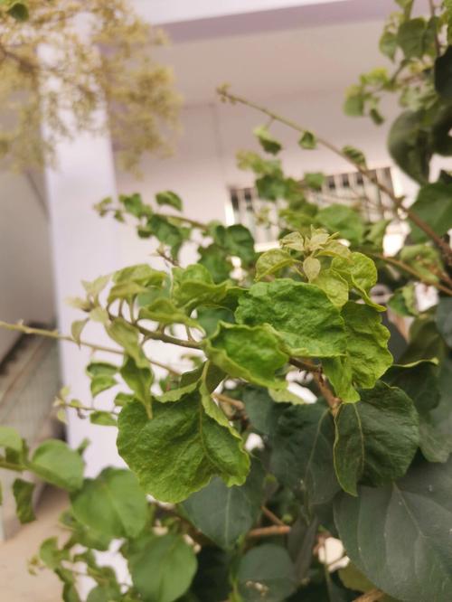 三角梅生蚜虫怎么办