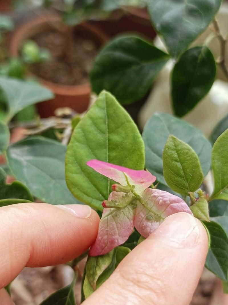 三角梅开花起腻虫怎么处理?