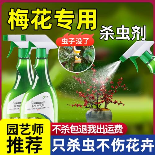 三角梅长蚜虫怎处理