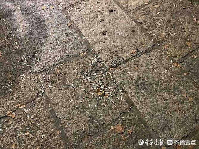 “瓜子壳”抓一把扔土里