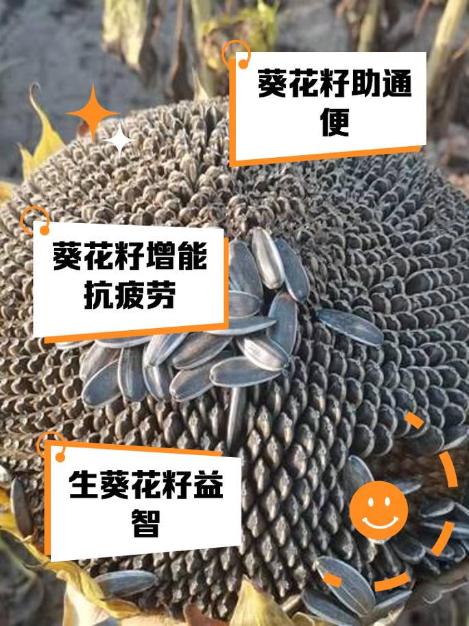 瓜子壳可以当肥料放花盆里吗(吃过的瓜子皮做土养花)
