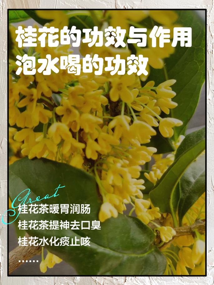 桂花的功效与作用及食用方法