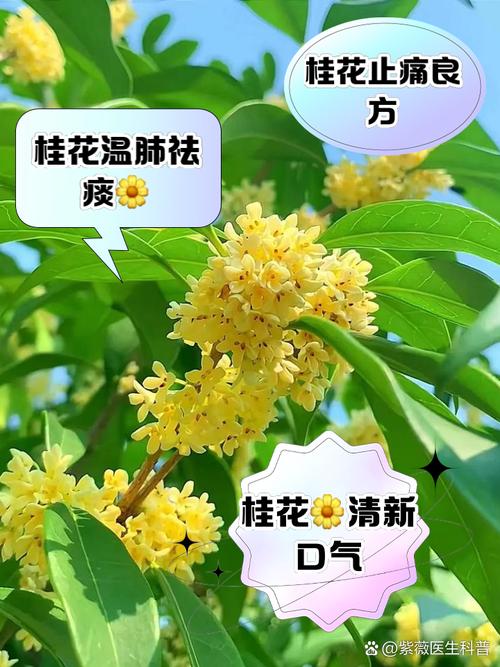桂花如何食用