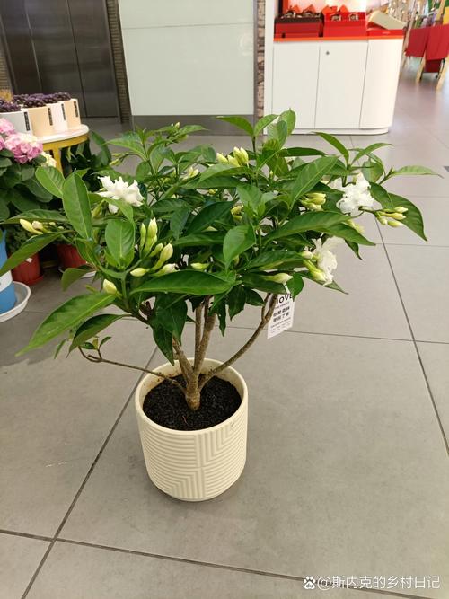 盆栽丁香用什么土种植好
